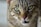 gray tabby cat in close-up photo