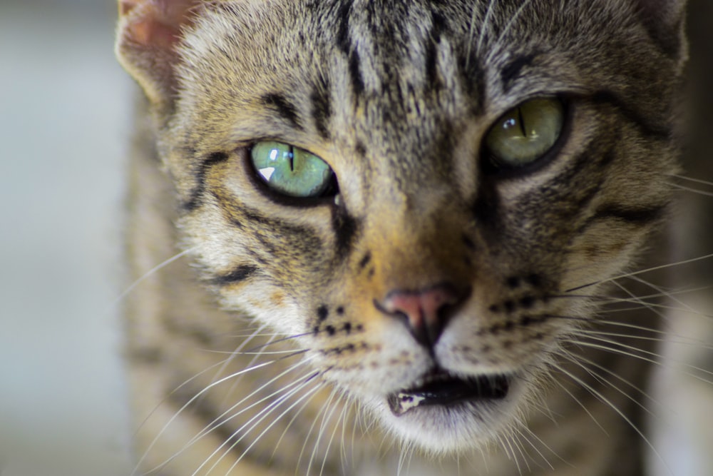 chat tigré gris sur une photo en gros plan