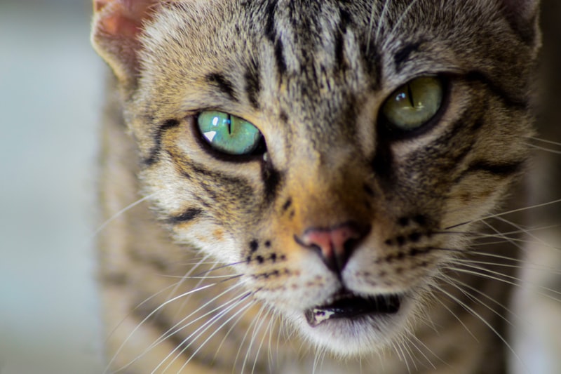 gray tabby cat in close-up photo