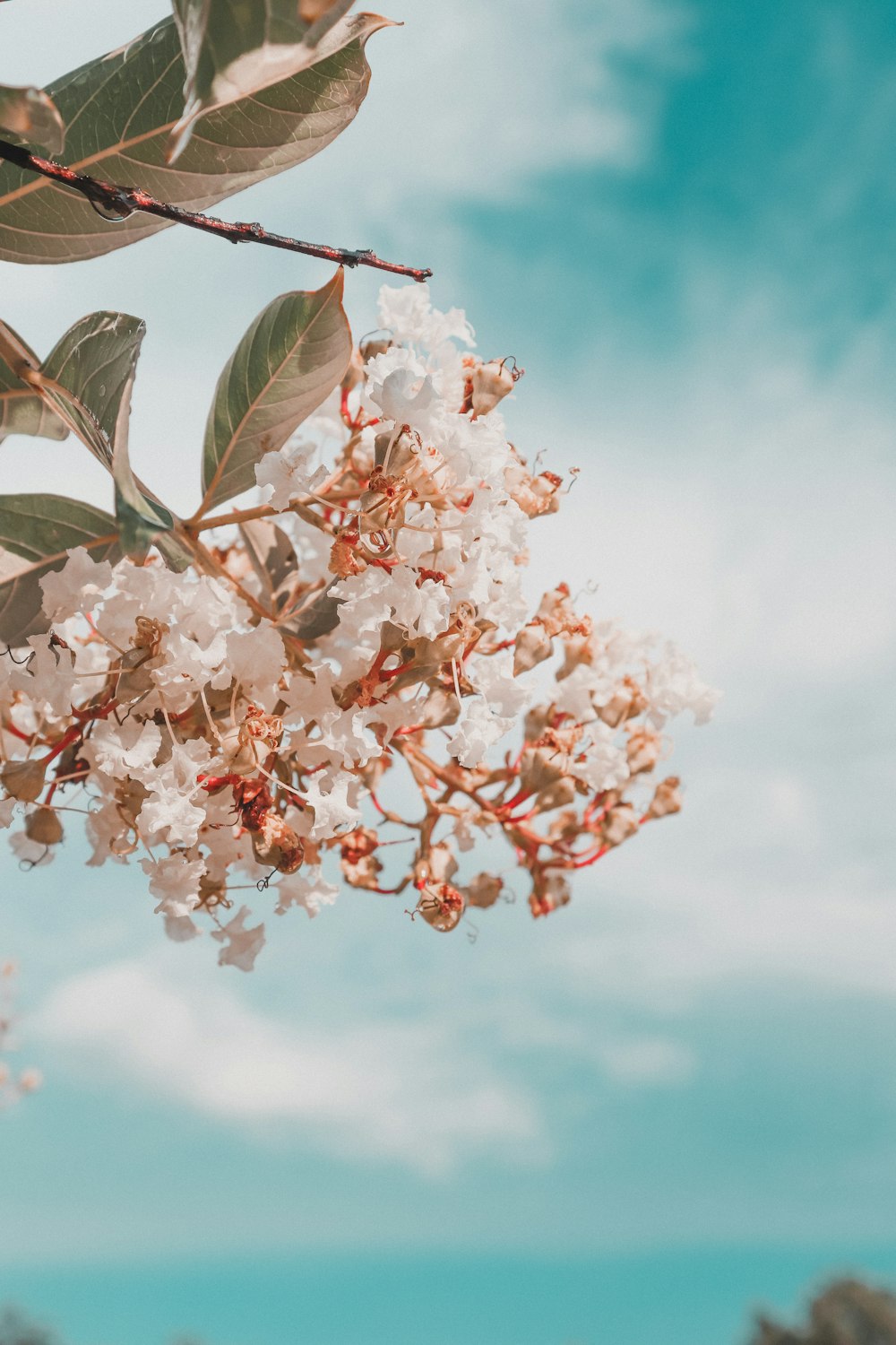 white flowers during day