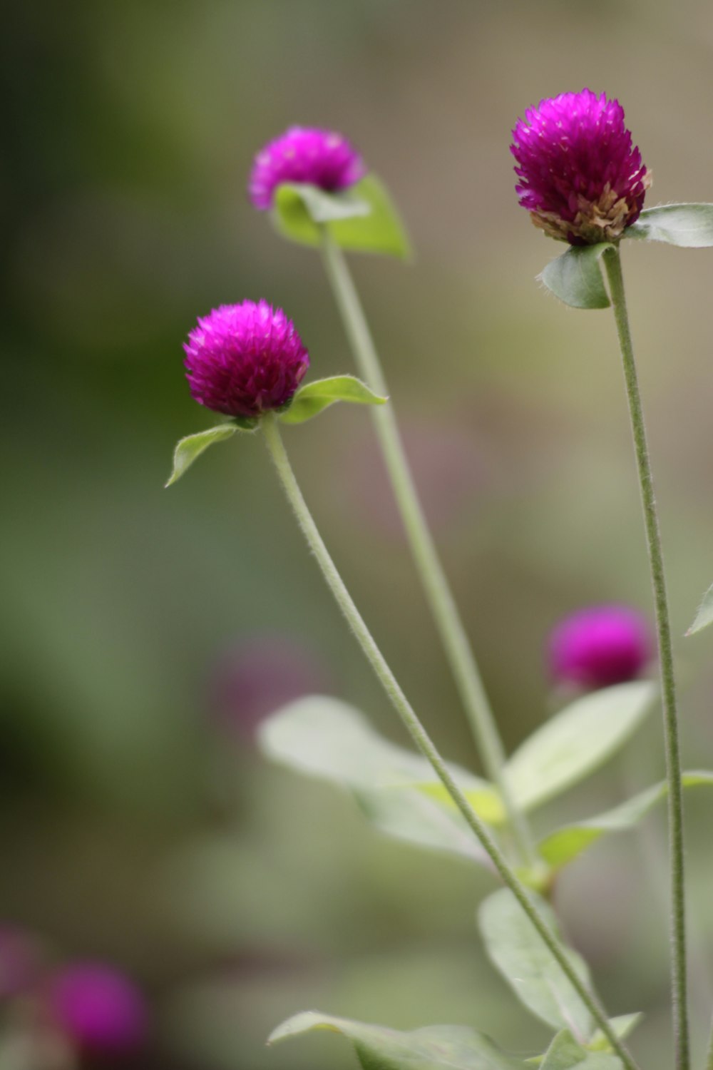 purple flowers in bloom