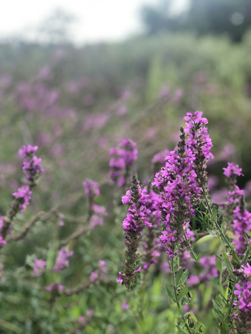 lavender flower