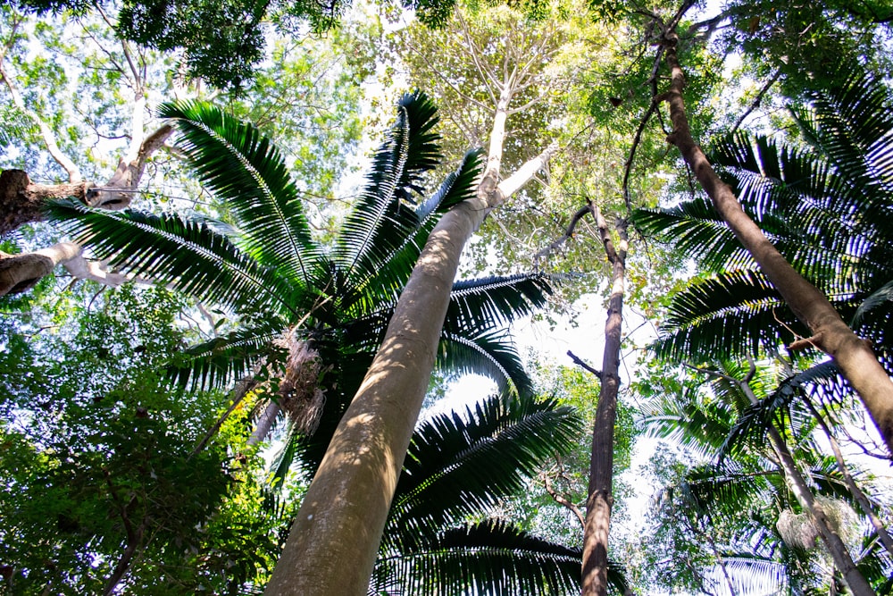 green leafed trees