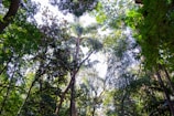Tall trees with lush green foliage stretch upward, their branches and leaves forming a dense canopy. Sunlight filters through the leaves, creating a pattern of light and shadow. The scene captures the peacefulness and vibrancy of a forest, with a variety of tree species contributing to the rich diversity of flora.