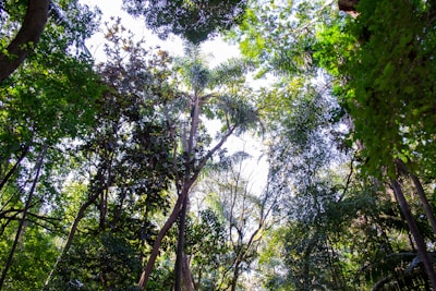 Tall trees with lush green foliage stretch upward, their branches and leaves forming a dense canopy. Sunlight filters through the leaves, creating a pattern of light and shadow. The scene captures the peacefulness and vibrancy of a forest, with a variety of tree species contributing to the rich diversity of flora.