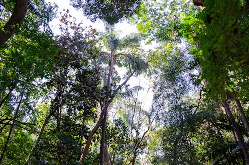Tall trees with lush green foliage stretch upward, their branches and leaves forming a dense canopy. Sunlight filters through the leaves, creating a pattern of light and shadow. The scene captures the peacefulness and vibrancy of a forest, with a variety of tree species contributing to the rich diversity of flora.