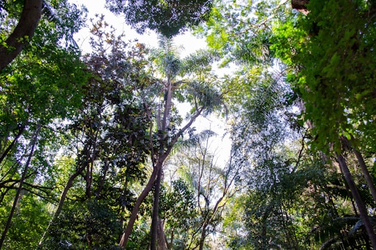 Tall trees with lush green foliage stretch upward, their branches and leaves forming a dense canopy. Sunlight filters through the leaves, creating a pattern of light and shadow. The scene captures the peacefulness and vibrancy of a forest, with a variety of tree species contributing to the rich diversity of flora.