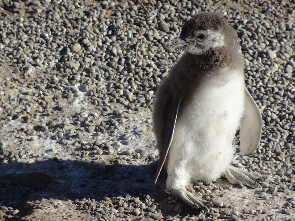 a small penguin standing on top of a rocky beach