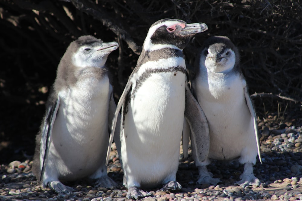 shallow focus photo of penguins