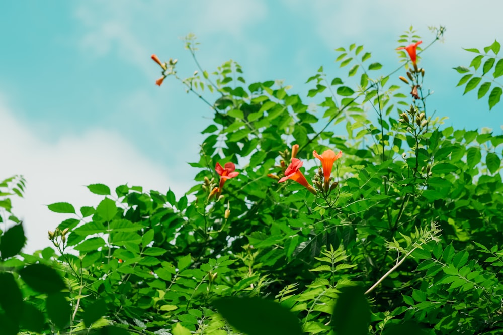 red petaled flowers