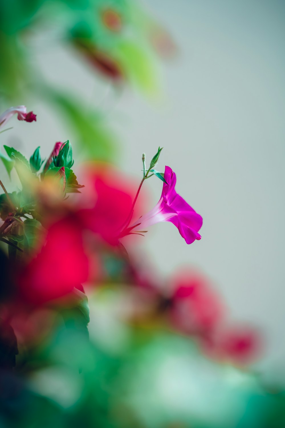 pink petaled flower