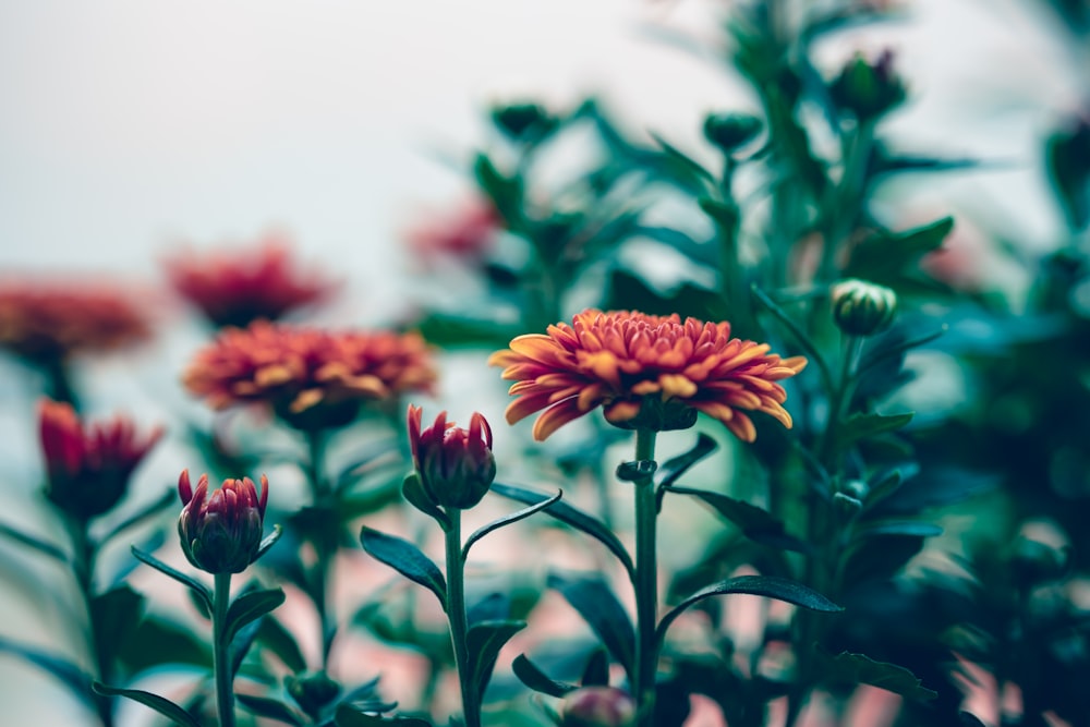 macro photography of red-petaled flowers