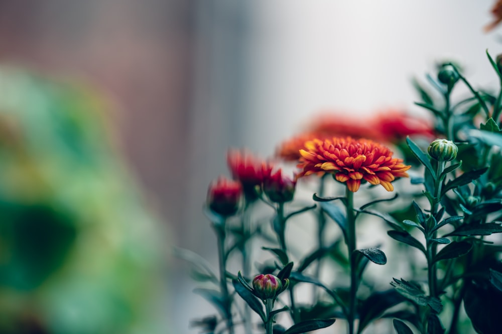 red cluster flower