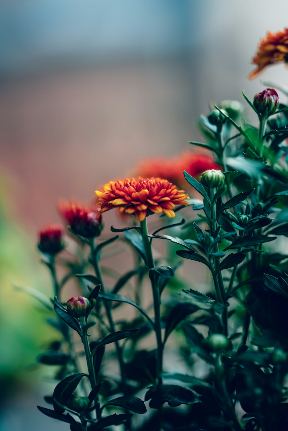 fleurs à pétales rouges