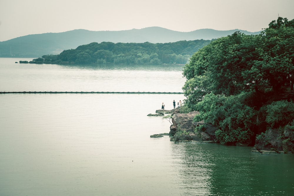 alberi a foglia verde vicino allo specchio d'acqua