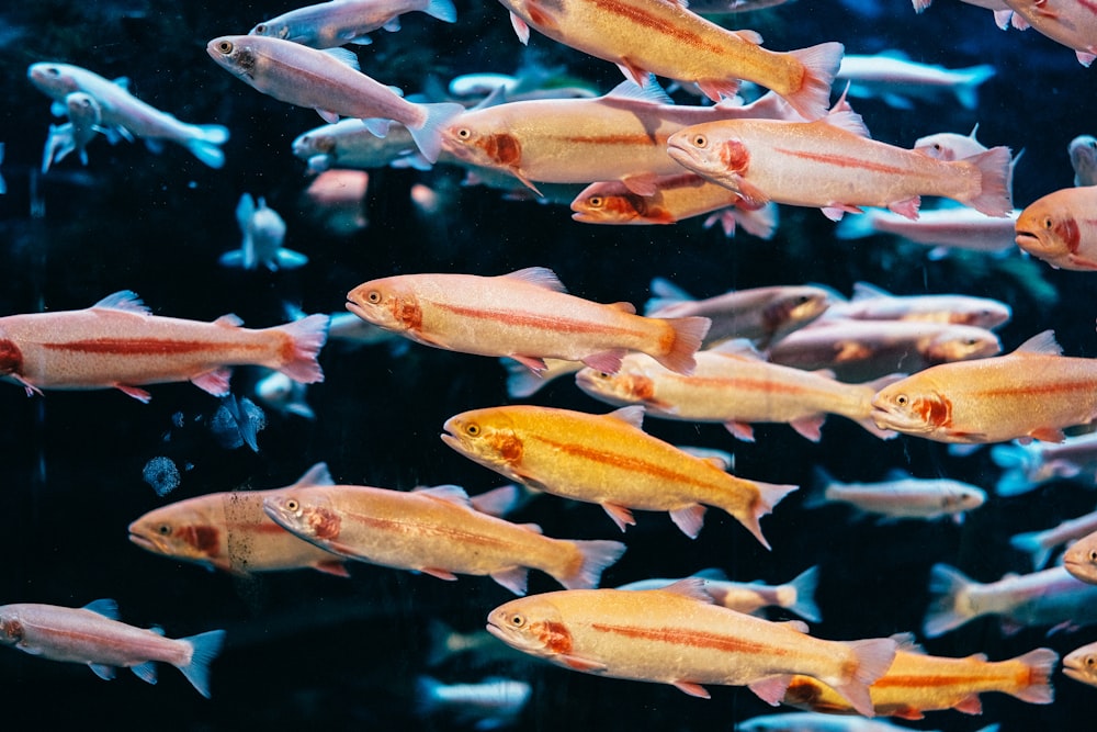 closeup photo of school of fish