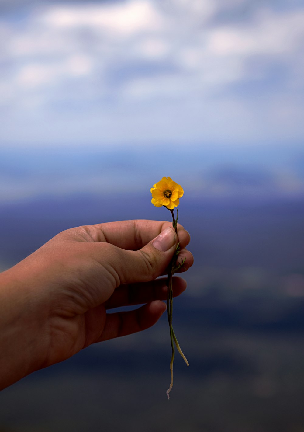 person holding yellow petaled flower