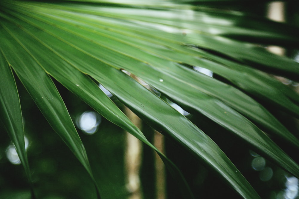green fan palm lef
