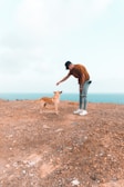 A person wearing a brown shirt, jeans, and a cap bends over to offer a treat to a tan dog on a rocky terrain. The background features a wide expanse of blue ocean under a pale sky.