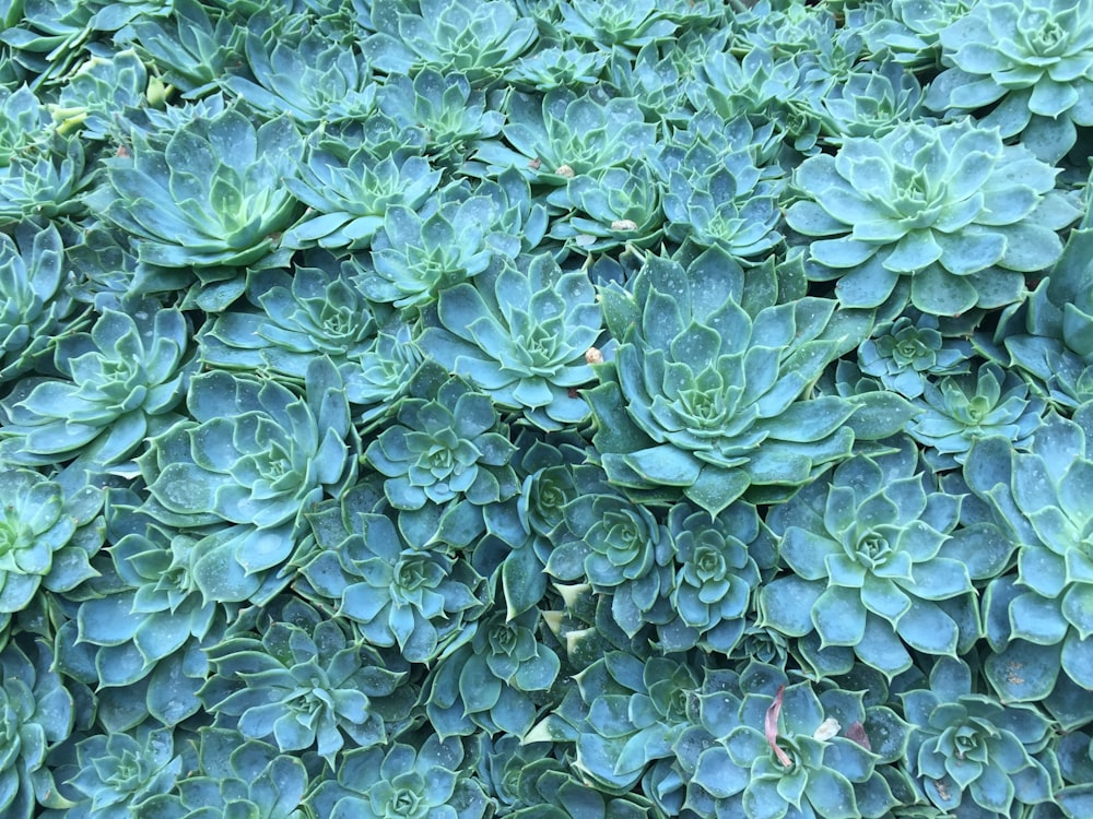 green succulent cluster