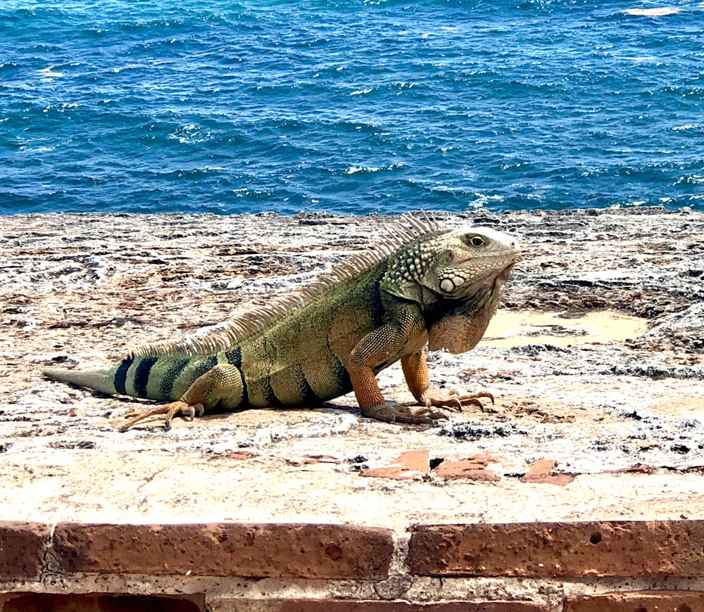 iguana verde