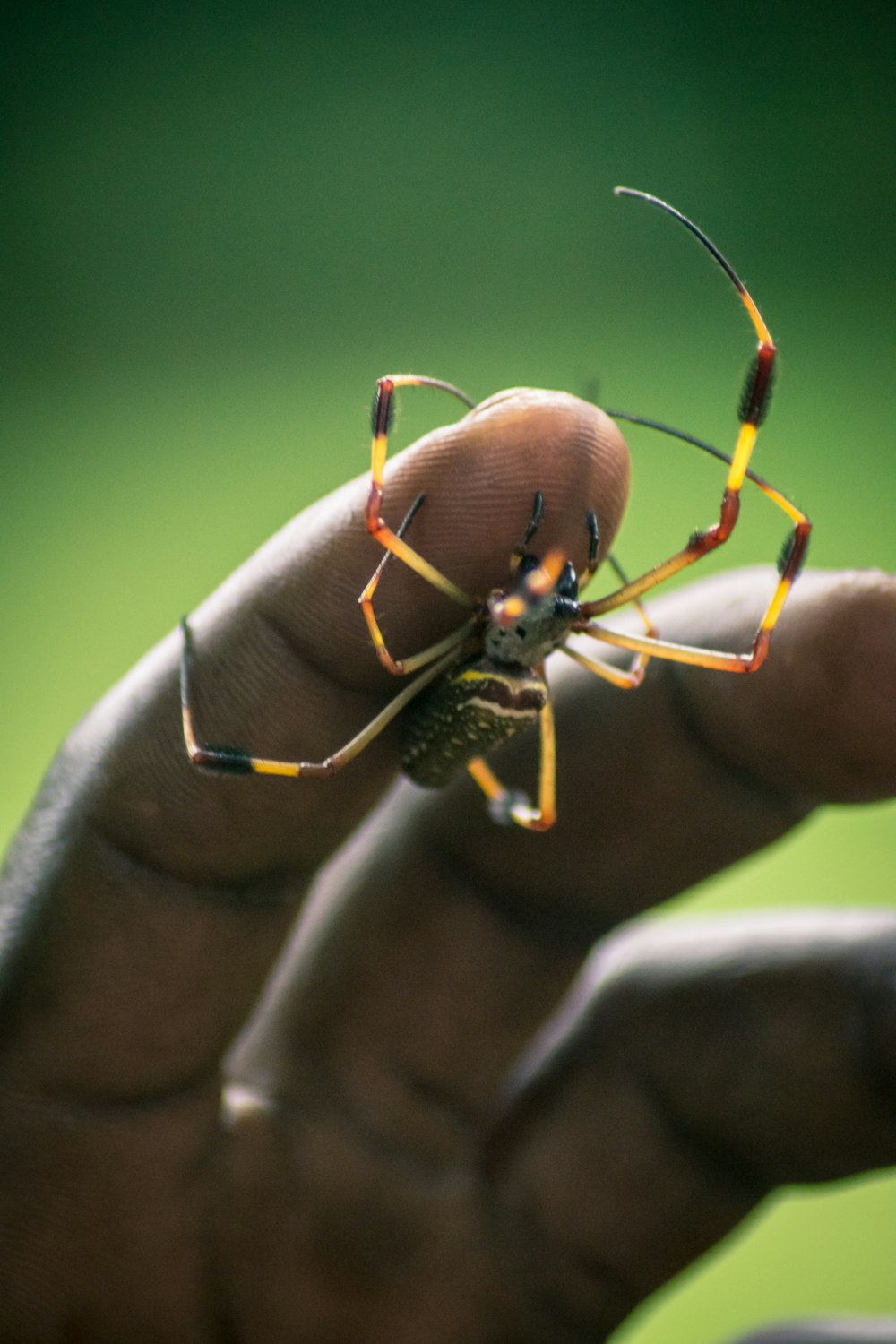 gelbe und schwarze Spinne