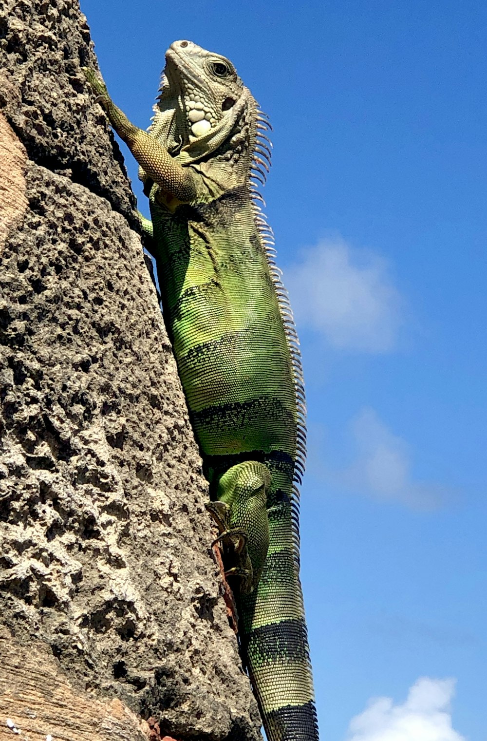 a green iguana climbing up a rock face