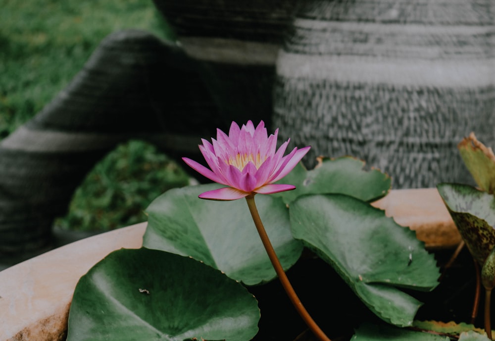 purple petaled flower