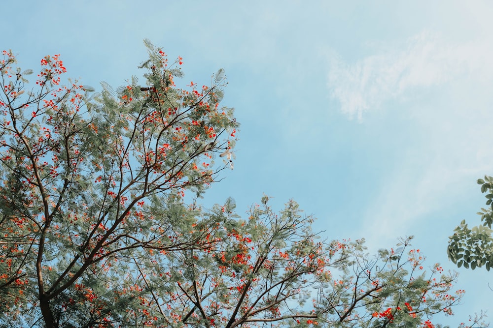 a tree with red berries on it and a blue sky in the background