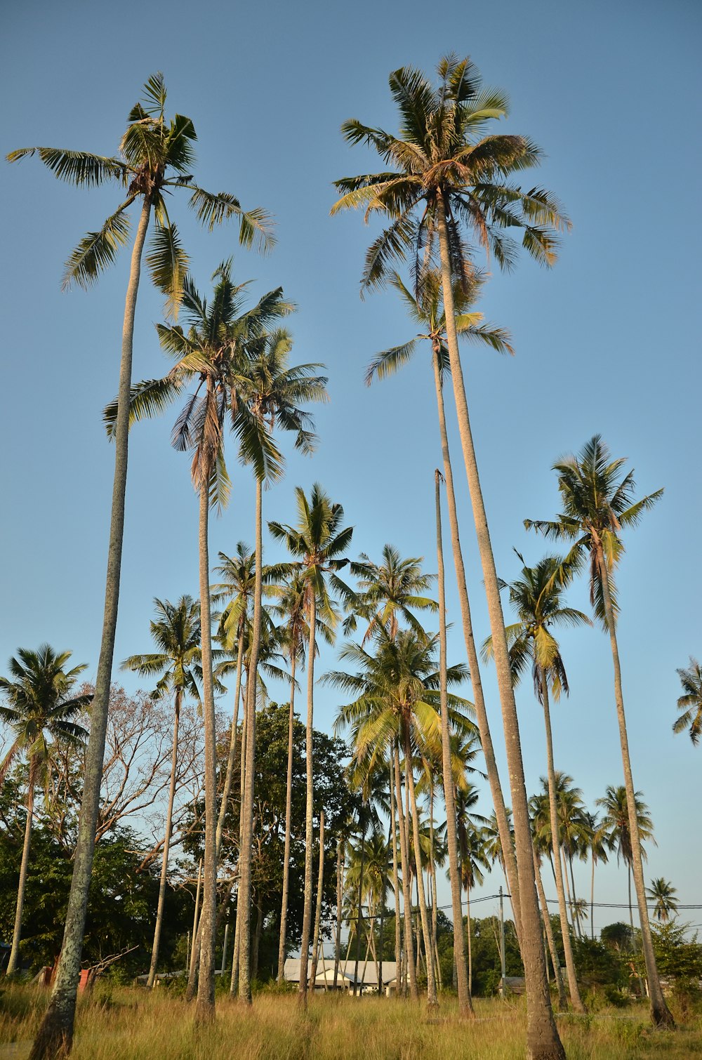 a group of tall palm trees in a field