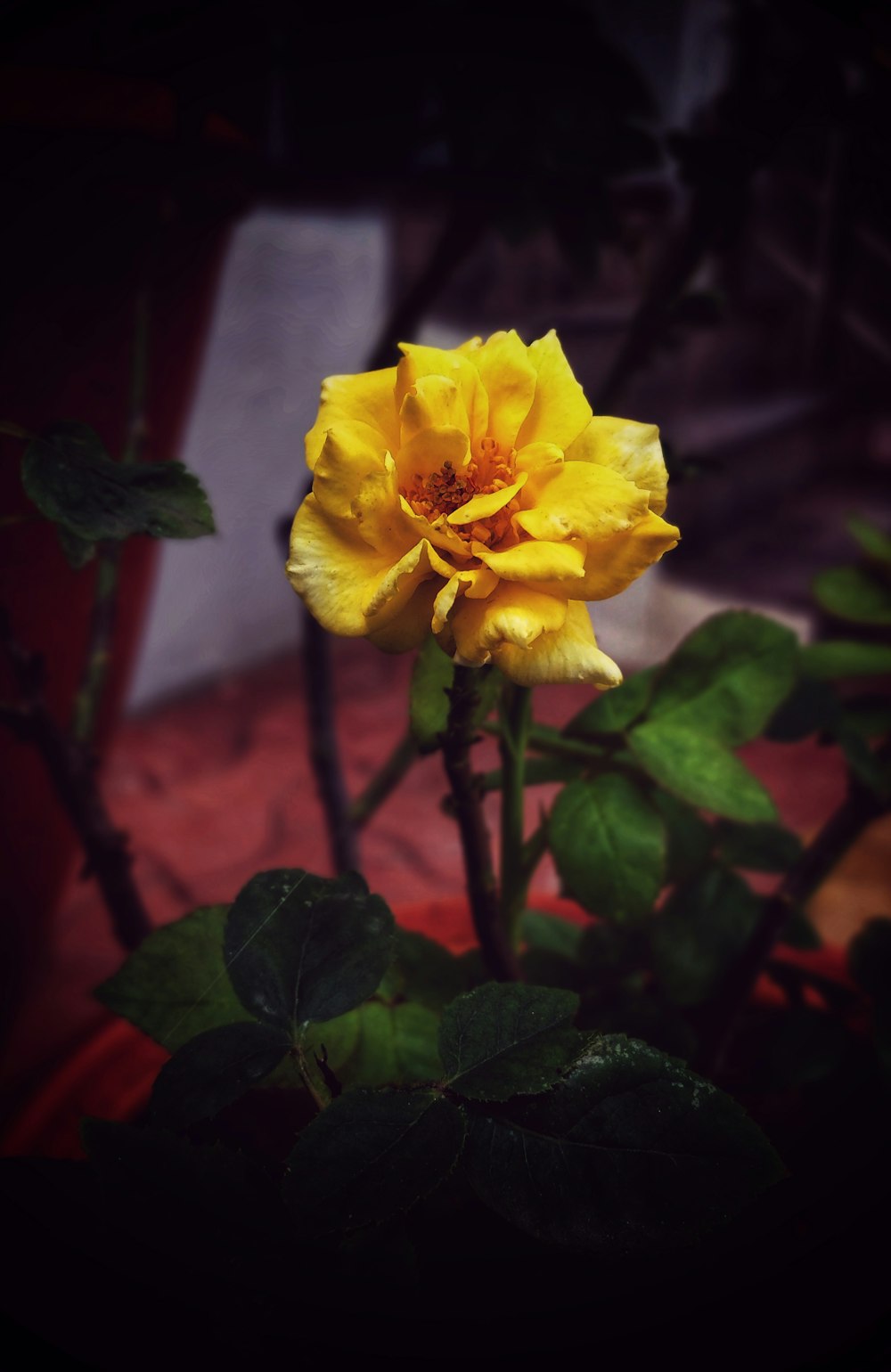 selective focus photography of yellow rose flower