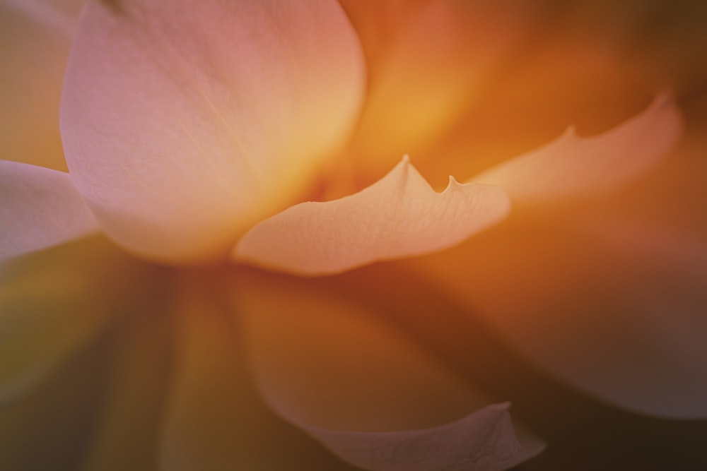 close up photography of blooming yellow flower