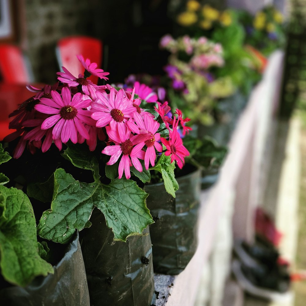 selective focus photography of purple-petaled flower