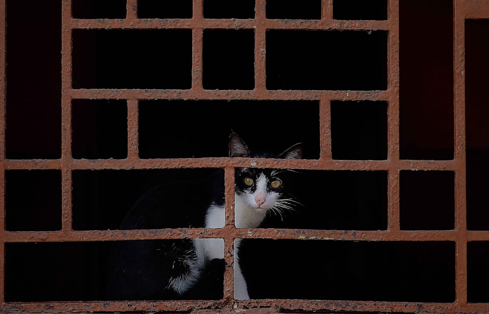 tuxedo cat behind brown meta cage