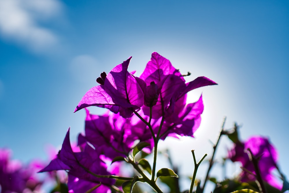 purple petaled flowers