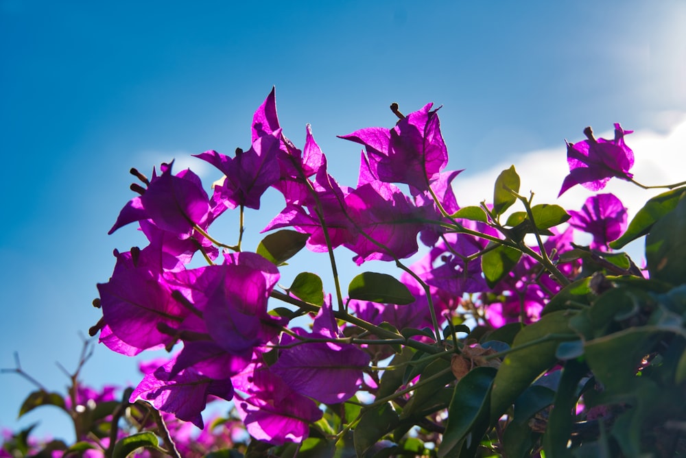 purple petaled flowers