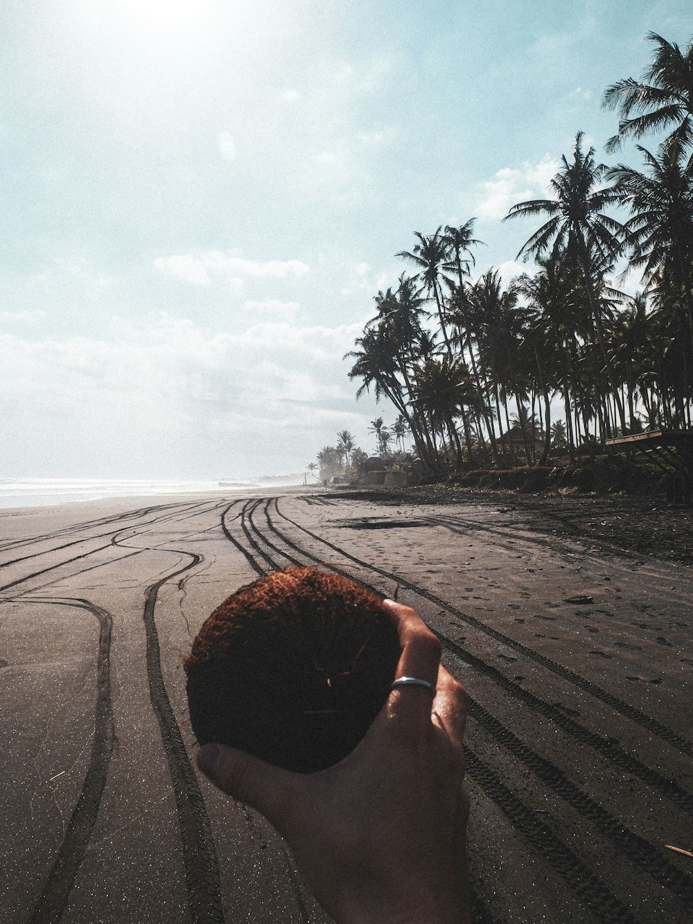 person holding brown coconut fruit