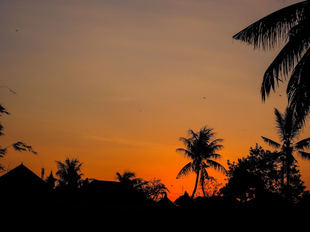 silhouette of trees and buildings during golden hour