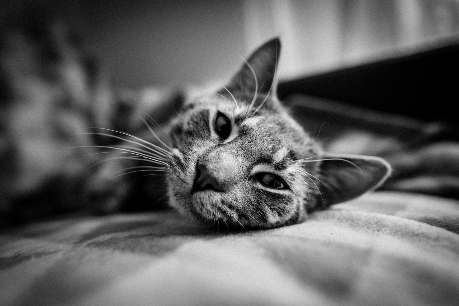 Canon 20mm F1.4 DG HSM | Art 015 sample photo. Gray-scale photography of cat photography