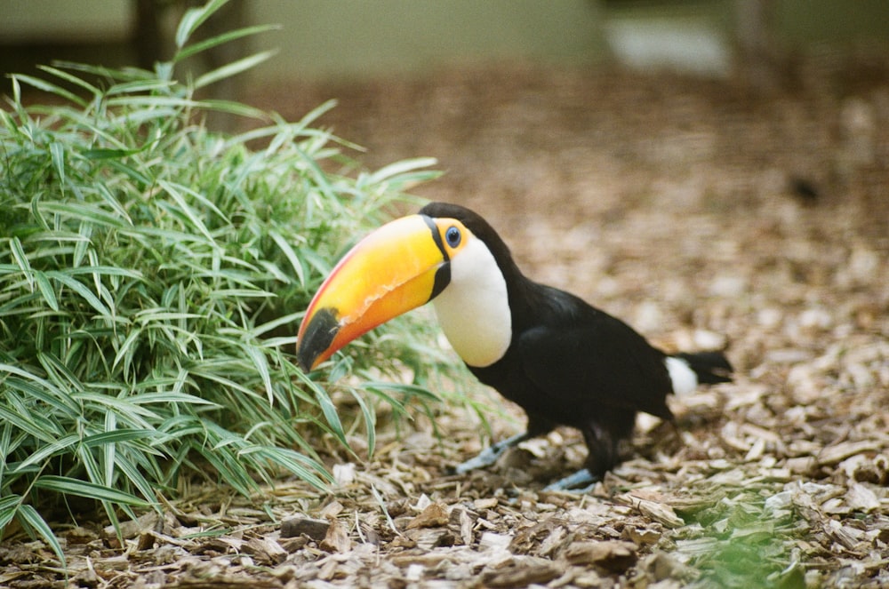 white, orange, and black toco toucan
