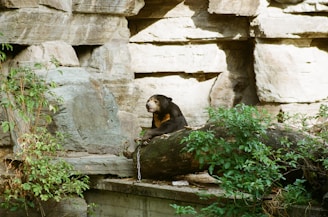 A bear rests on a large fallen tree branch, surrounded by rocky stone walls and green foliage. The scene is serene with sunlight partially illuminating the area.