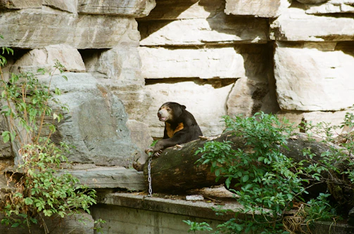 Andean bear resting on a moss-covered branch in a misty cloud forest.