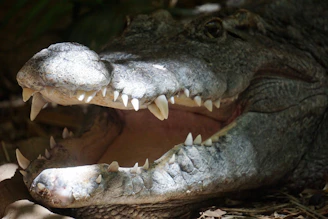 Crocodilo-de-água-salgada em área de risco no norte da Austrália