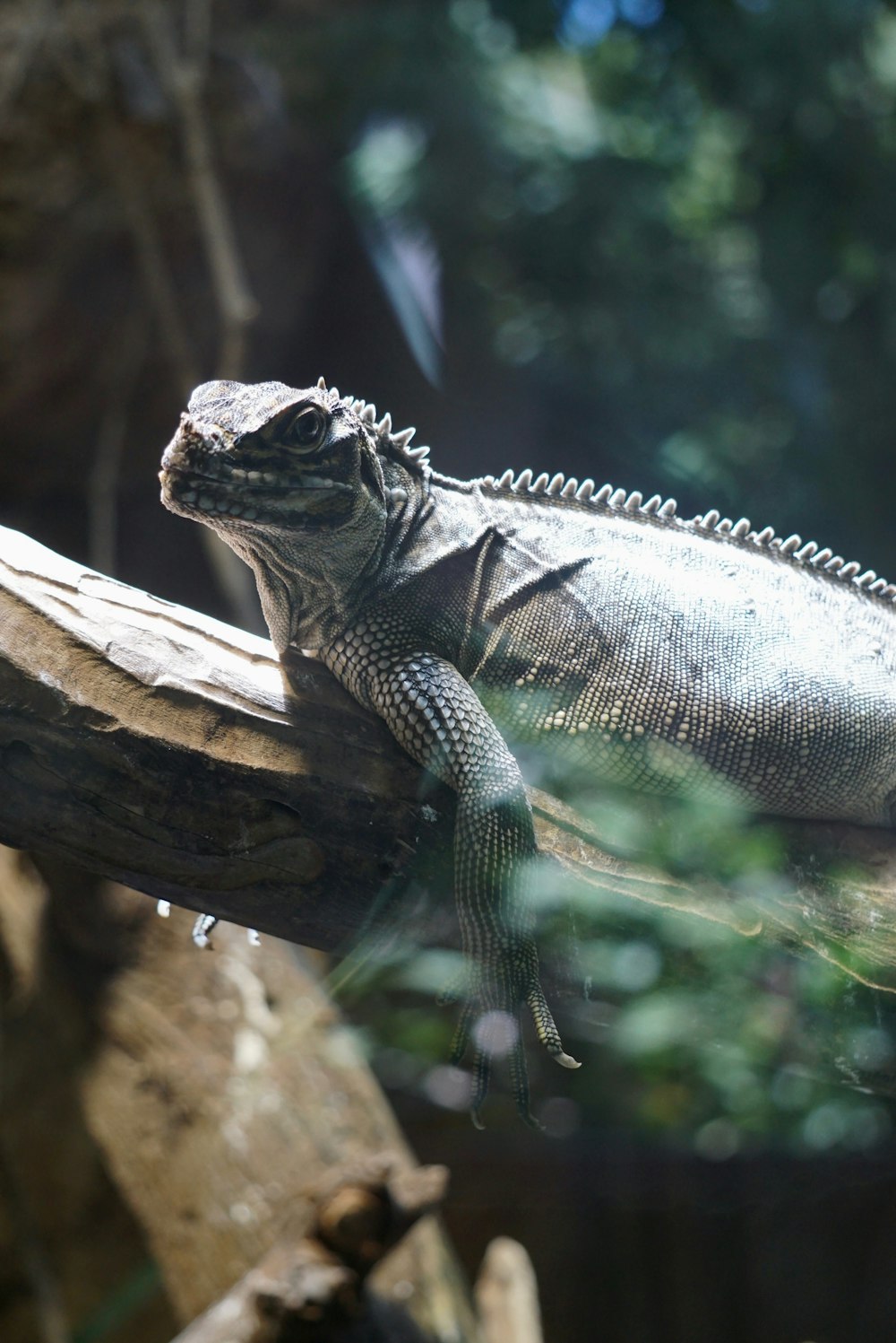 gray iguana