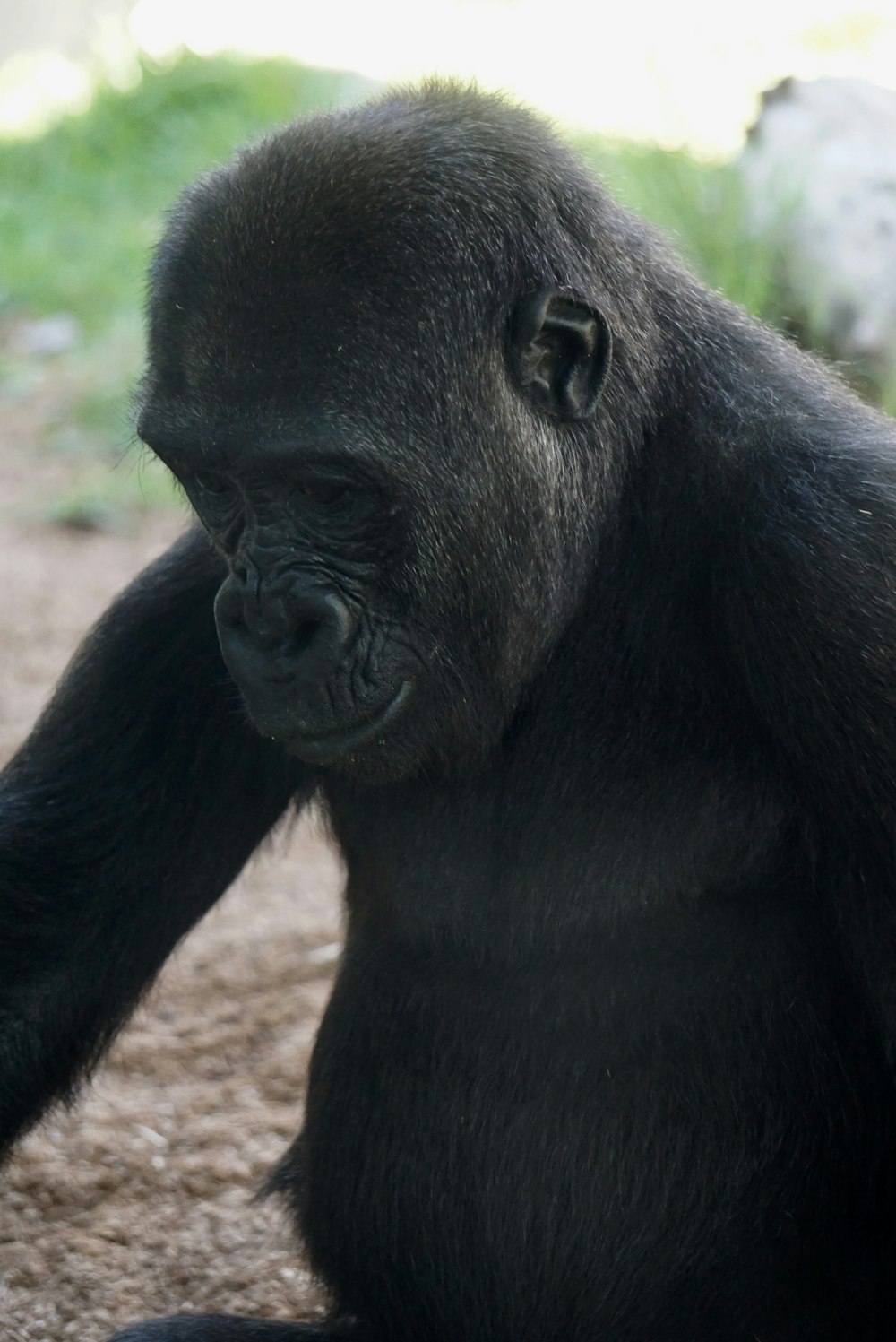 photo of black gorilla