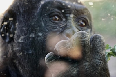 brown monkey macro photography ape google meet background