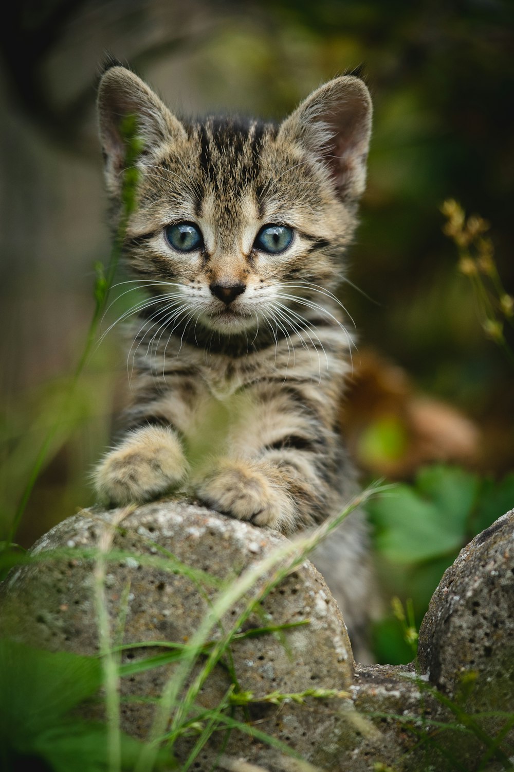 selective focus photography of gray kitten with front pawn on rock