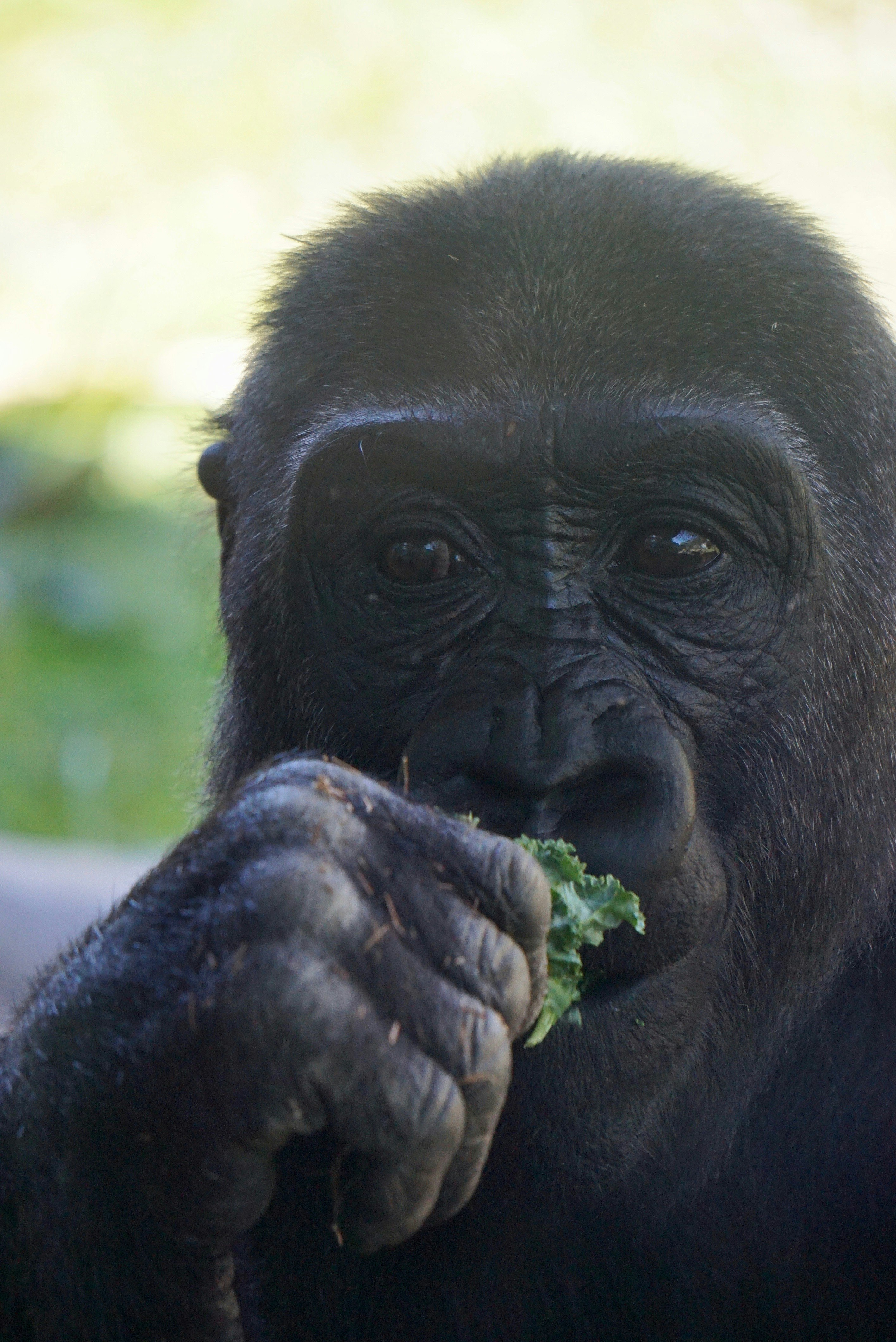 gorilla eating green leaf\