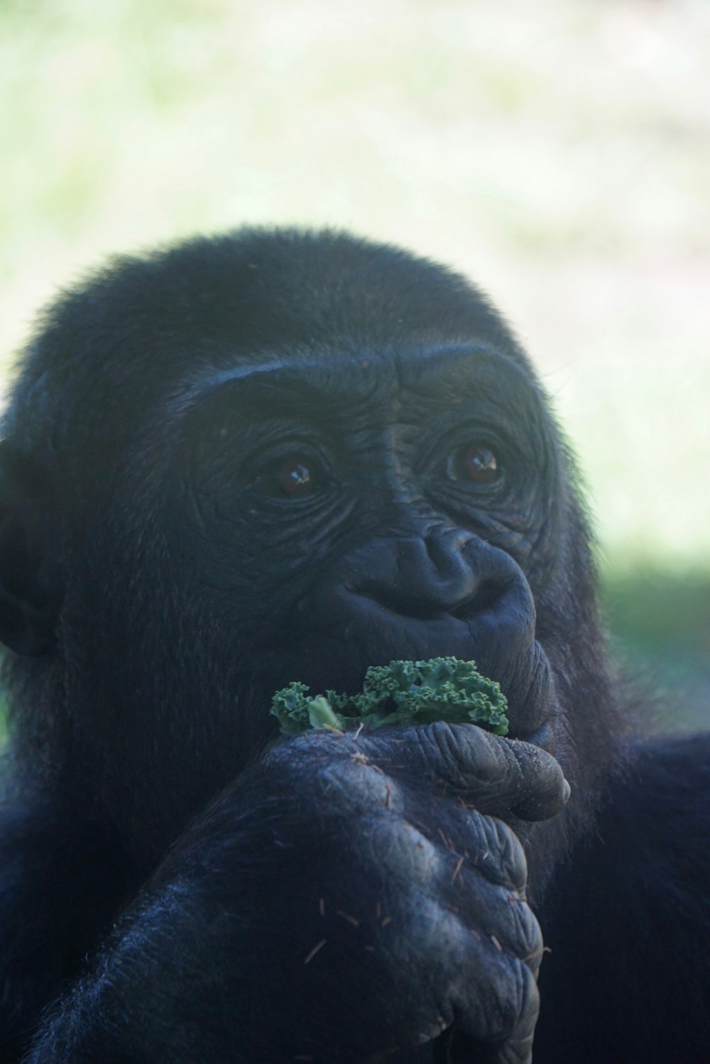 monkey eating vegetable