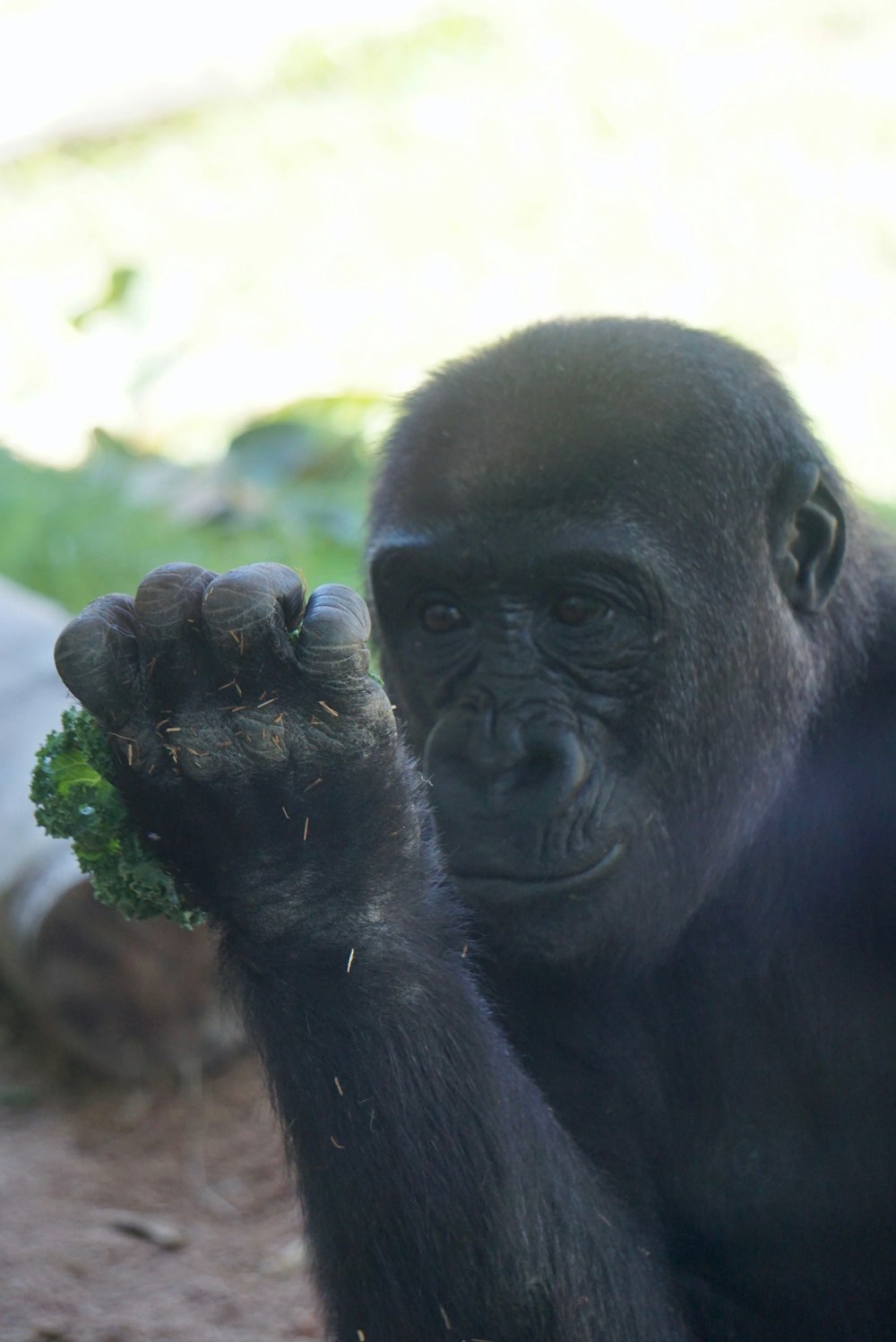 selective focus photography of black ape